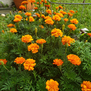 Calendula & Chamomile