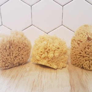 Natural Sponge